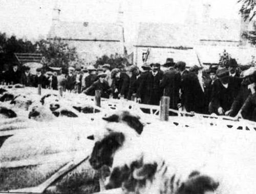 Shipton livestock sale, 1930's, held regularly at the back of the Crown Inn, now the vegetable garden and bowling green