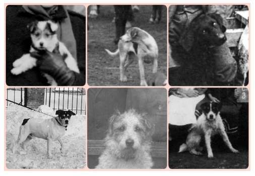 A Dog’s Life in the Wychwoods: Our Latest Library Exhibition